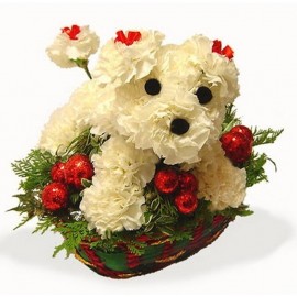 Catel din crizanteme sau garoafe