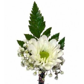 Cocarde crizantema santini