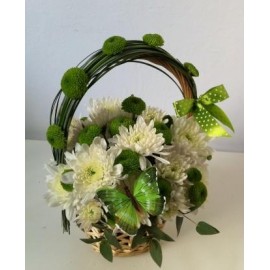 Cos  crizantema santini si plante